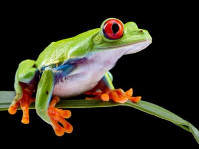 A The 6 Best Books About Frogs for Facts, Inspiration, and Coloring!