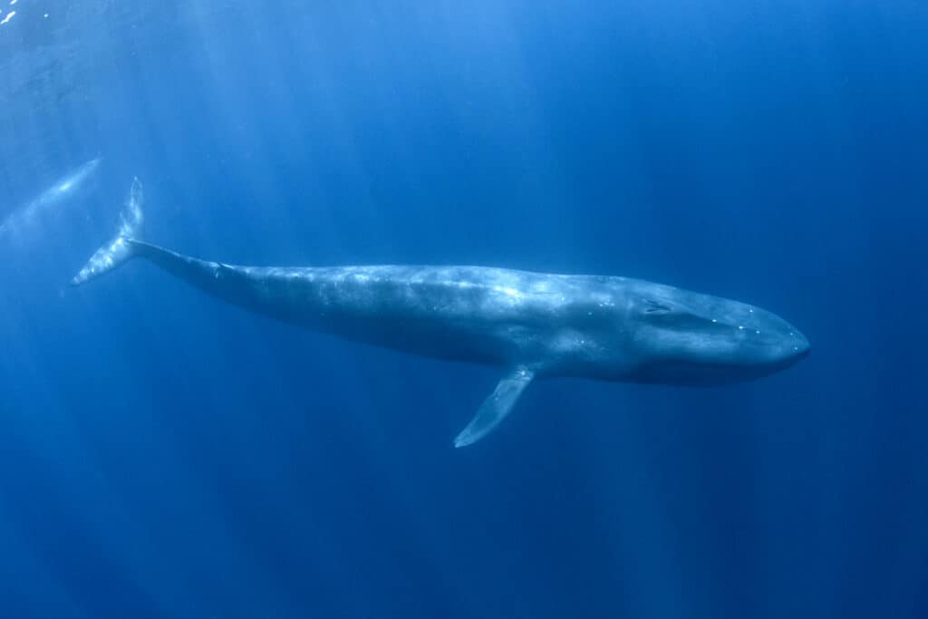 blue pygmy sperm whale