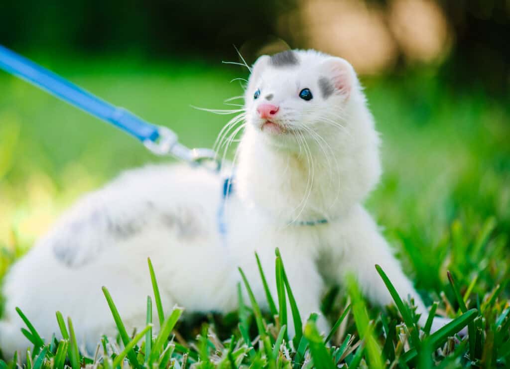 white domestic ferret