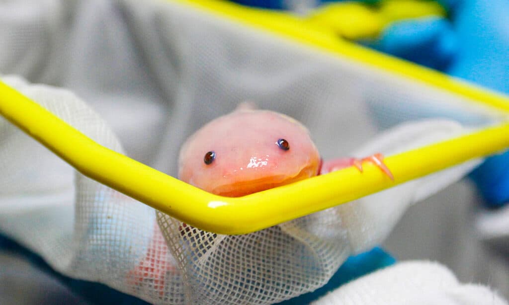 axolotl (Ambystoma mexicanum)