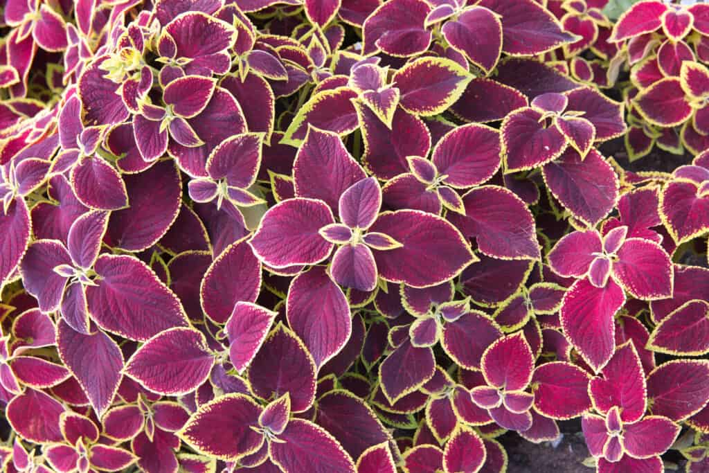 'Premium Sun Crimson Gold' coleus