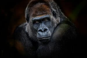 Watch This Gorilla Go Ballistic Upon Seeing His Reflection and Thinking Its a Challenger Picture