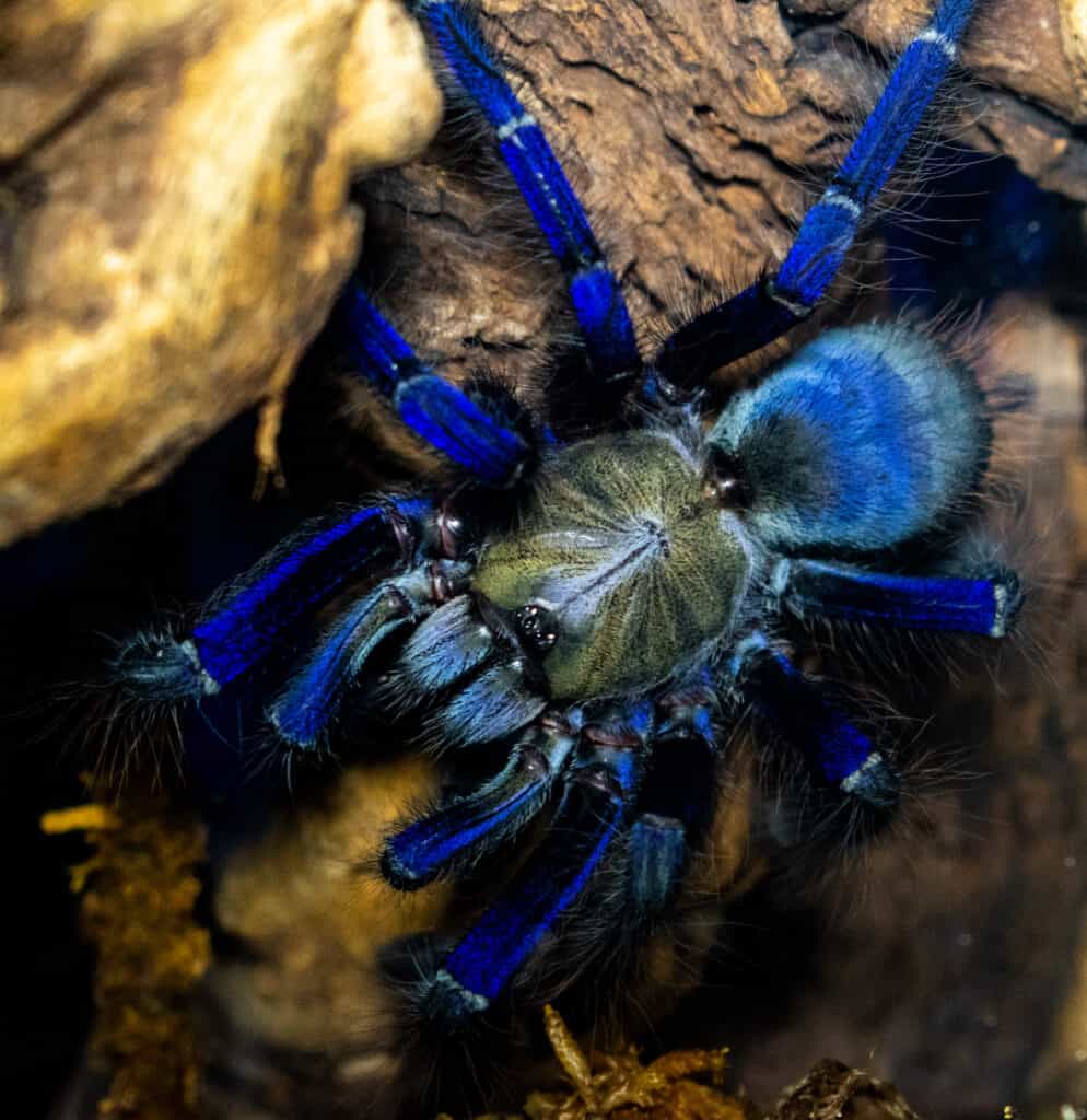 Singapore Blue Tarantula Female on tree