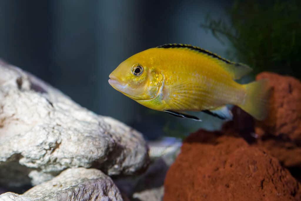 Một con cichlid vàng điện