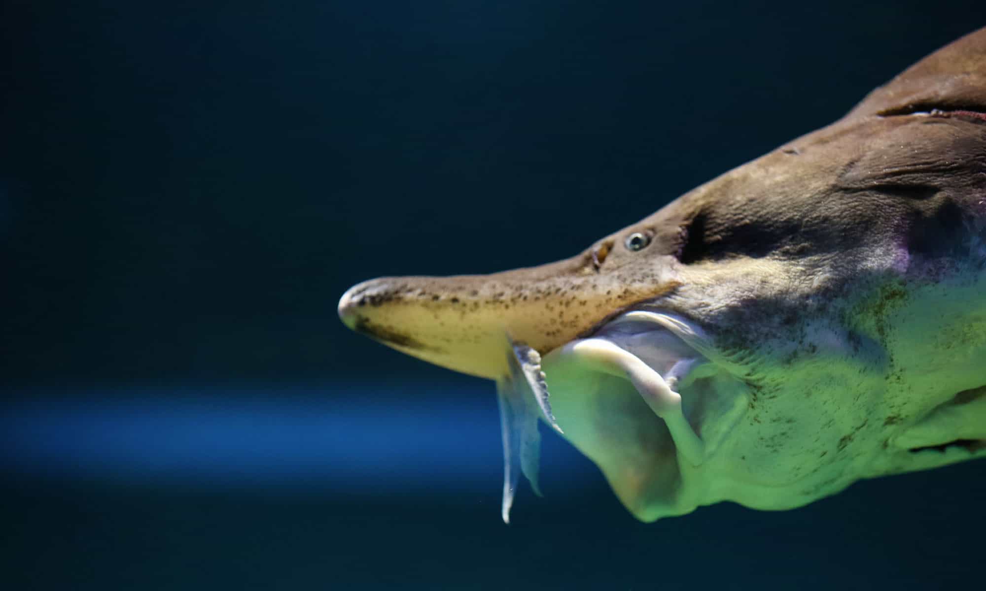 The paddlefish (Polyodon) and basking shark (Cetorhinus) are