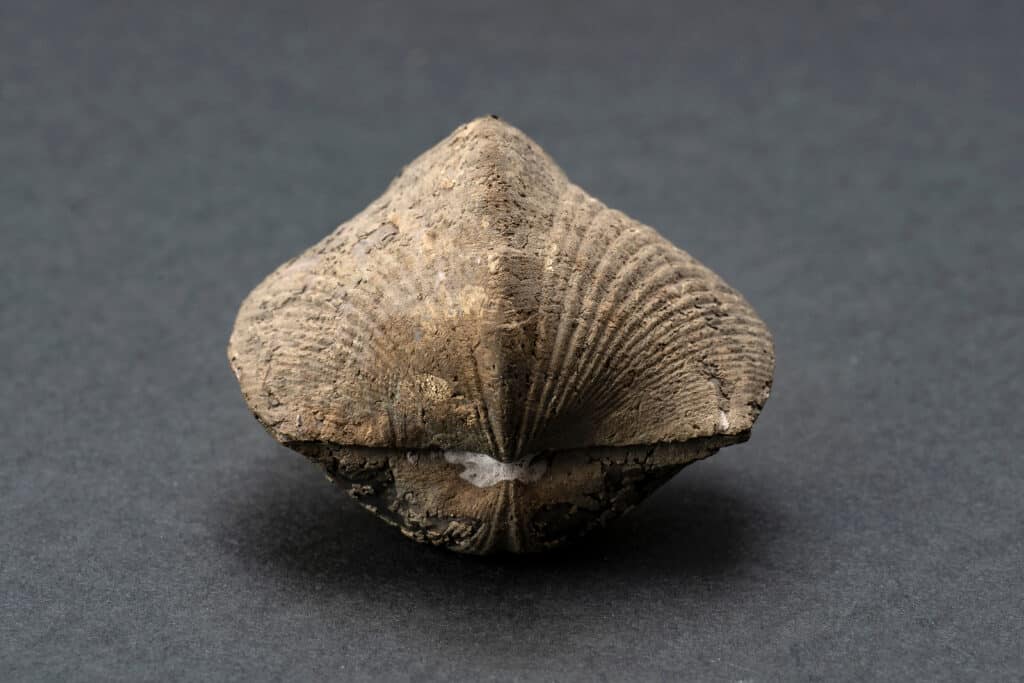 brachiopods are one of the oldest animal species in the ocean. 