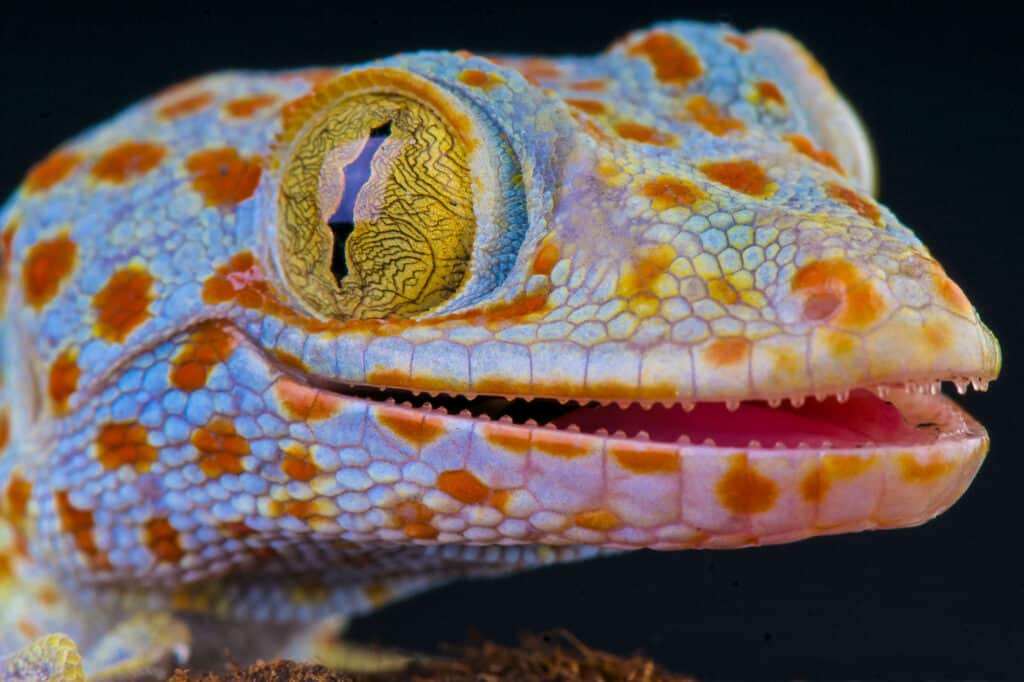 leaf tailed gecko teeth