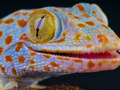 A Gekko gecko