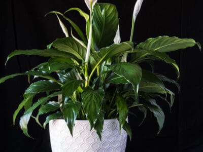 A Discover The Meaning Behind Your Peace Lily Plant