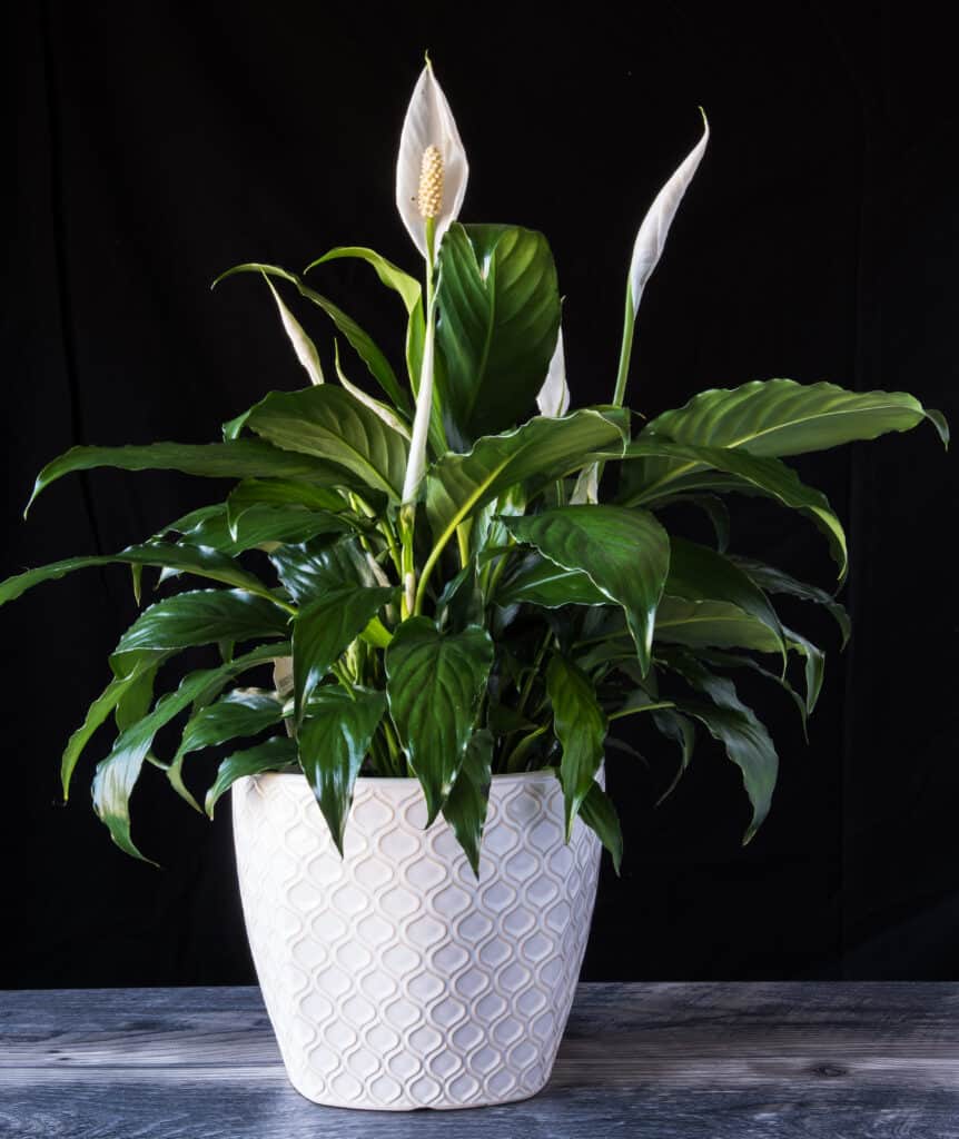 23 Of The Best Low-Light Indoor Plants To Add Nature In, 40% OFF