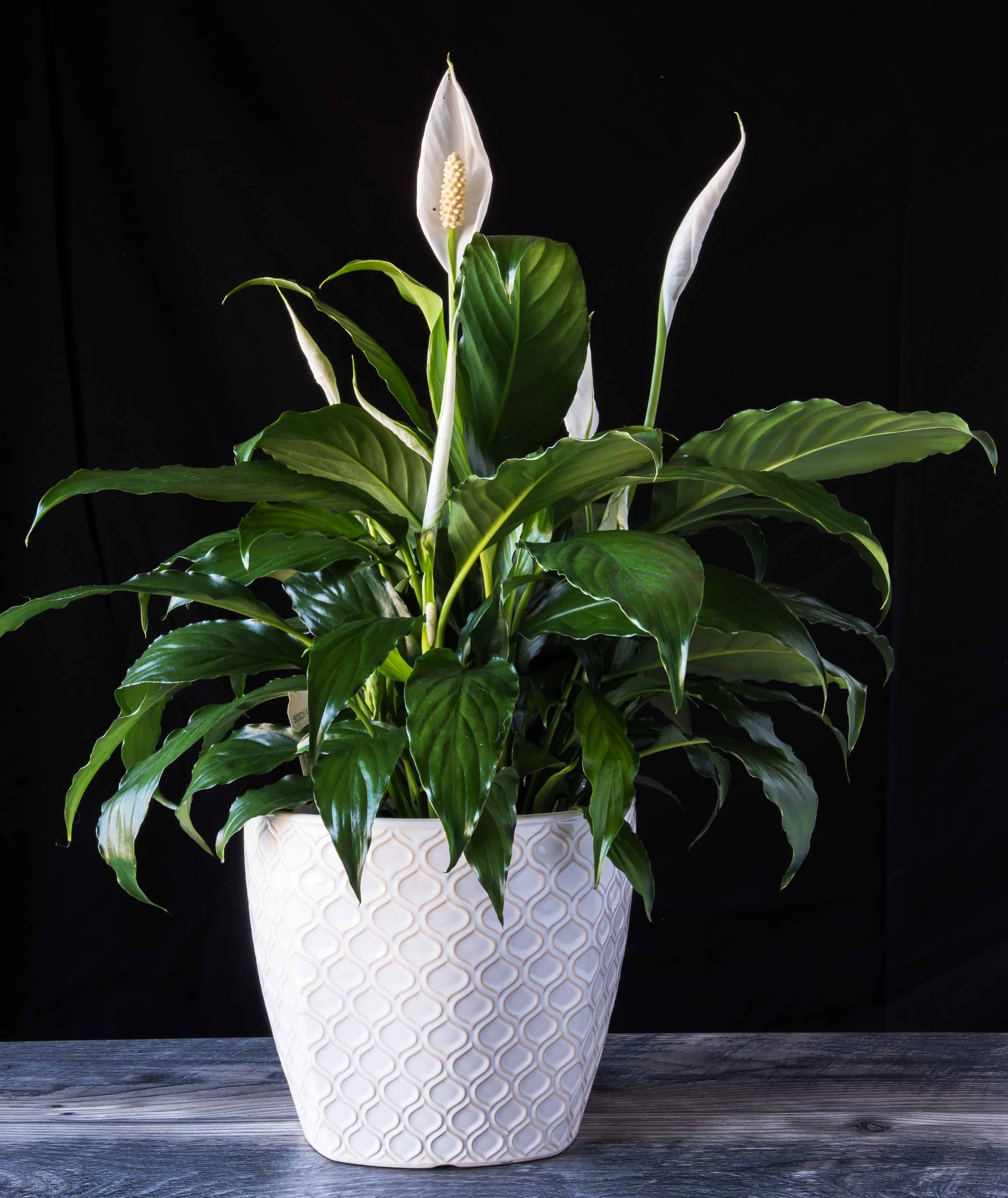 Discover The Meaning Behind Your Peace Lily Plant - A-Z Animals