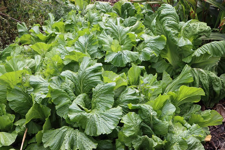Close up of mustard greens growing naturally.