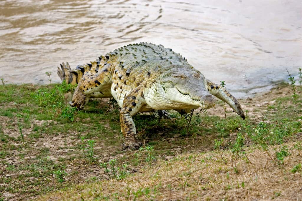 Orinoco Crocodile