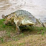 Orinoco crocodile
