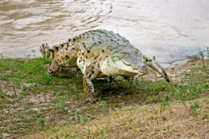 Watch the Harrowing Moment of a Crocodile Launching a Sudden Attack on a Man Walking His Dog Picture