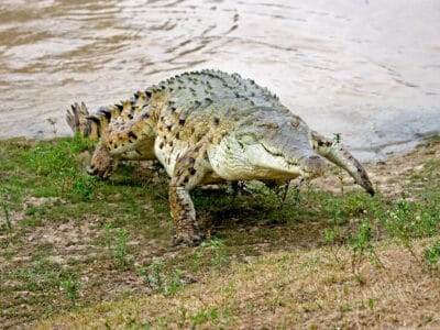 A Crocodylus intermedius