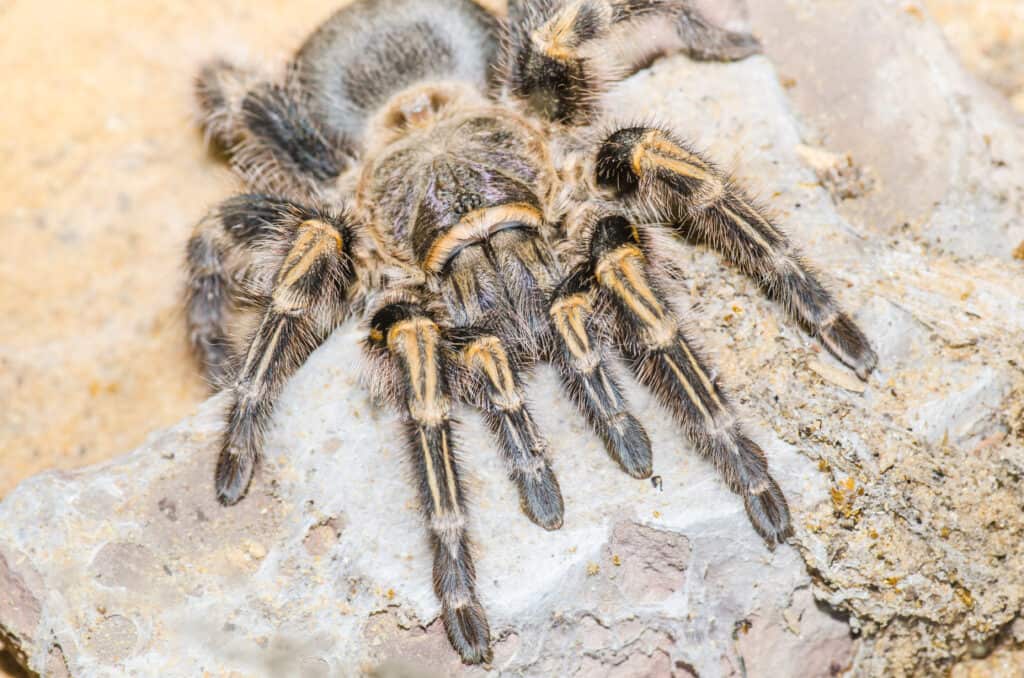 Maxican Blond Tarantura or Aphonopelma chalcodes 