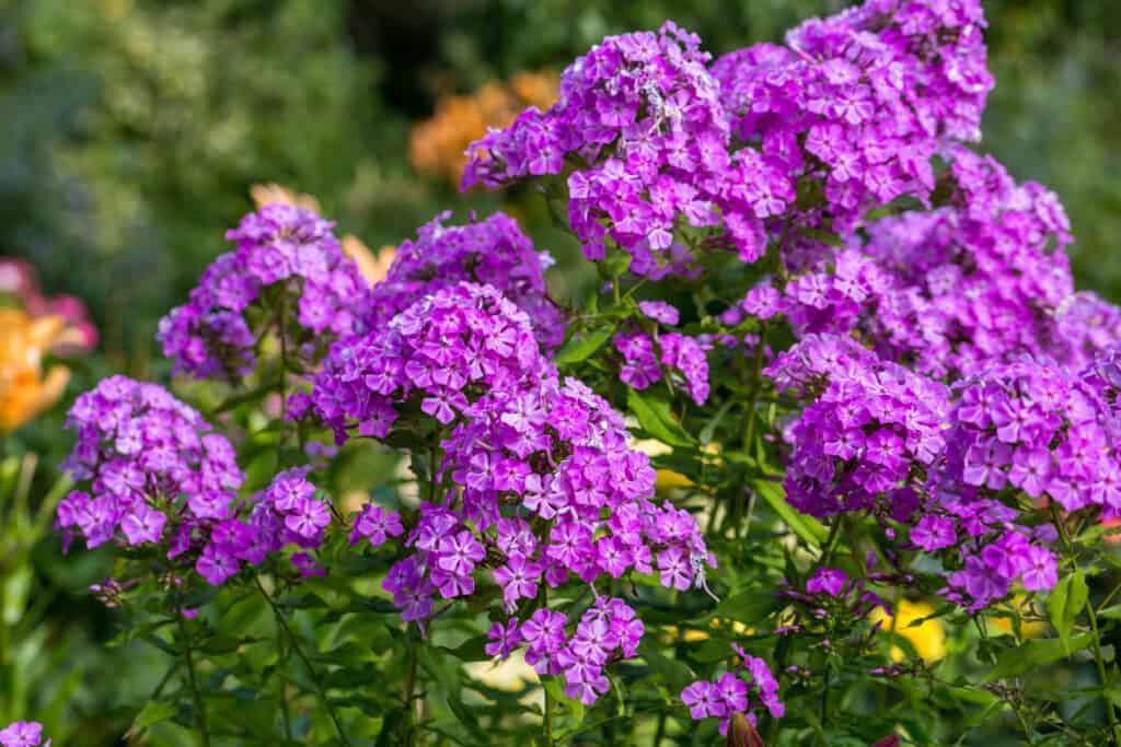 garden phlox