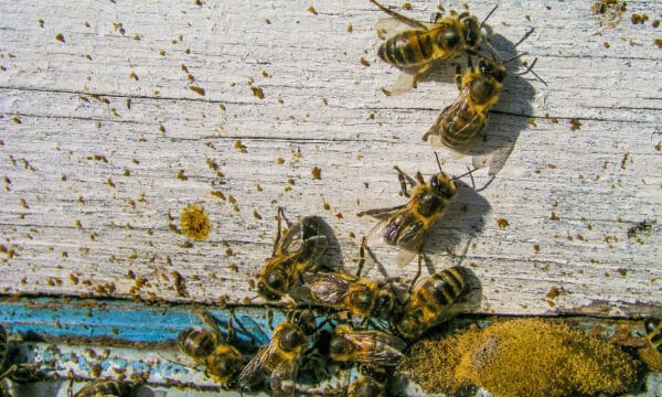 Do Bees Poop? - A-z Animals