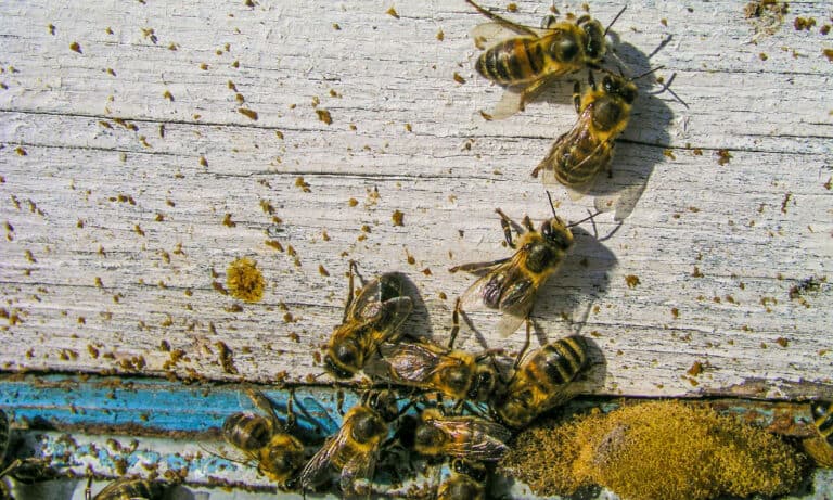 Do Bees Poop? - A-Z Animals