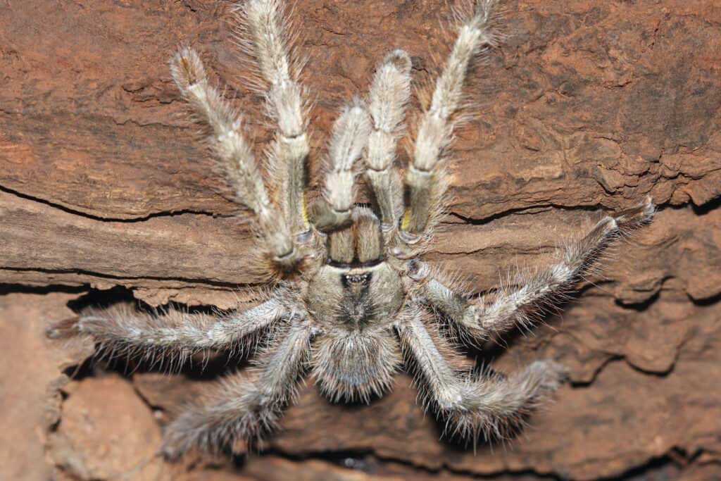 Indian Violet Tarantula (Chilobatrachus fimbriatus)