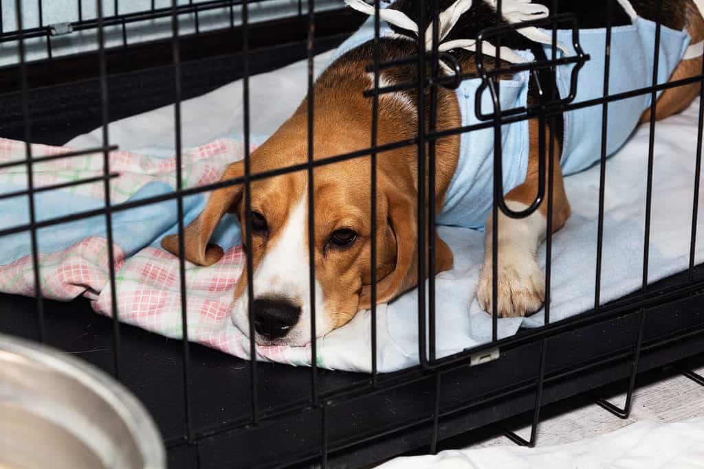 dog recovering in crate