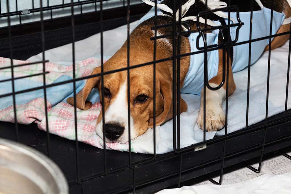 Dog recovering in crate