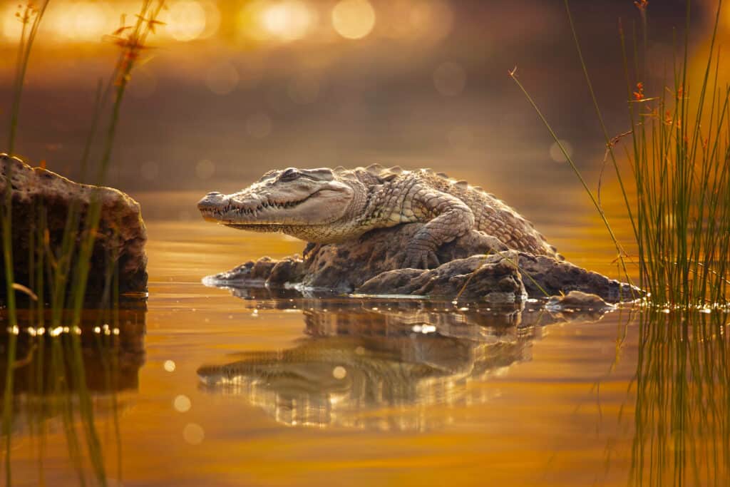 Crocodiles and gharials are getting bizarre orange 'tans' in Nepal