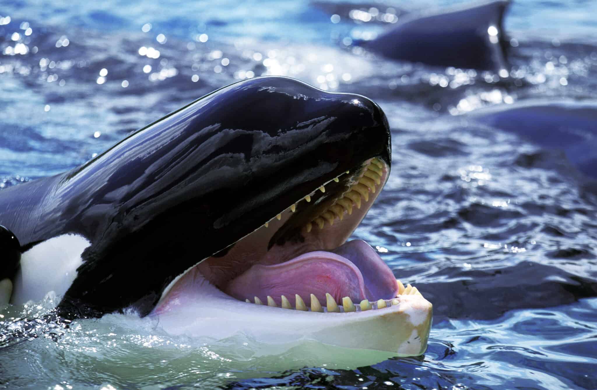 Epic Battles: The Largest Great White Ever vs. A Killer Whale - A-Z Animals