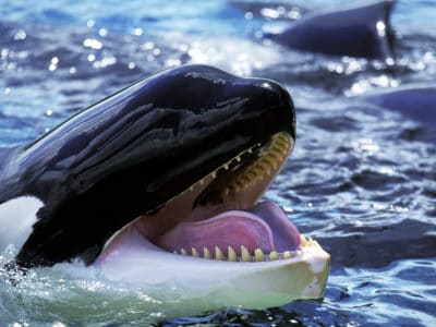 A Discover Why Scientists Believe Killer Whales Are Attacking Boats… On Purpose!