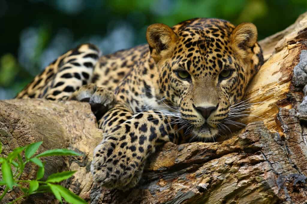 Native animals of el deals salvador