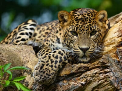 A Jaguar Quiz: Test What You Know