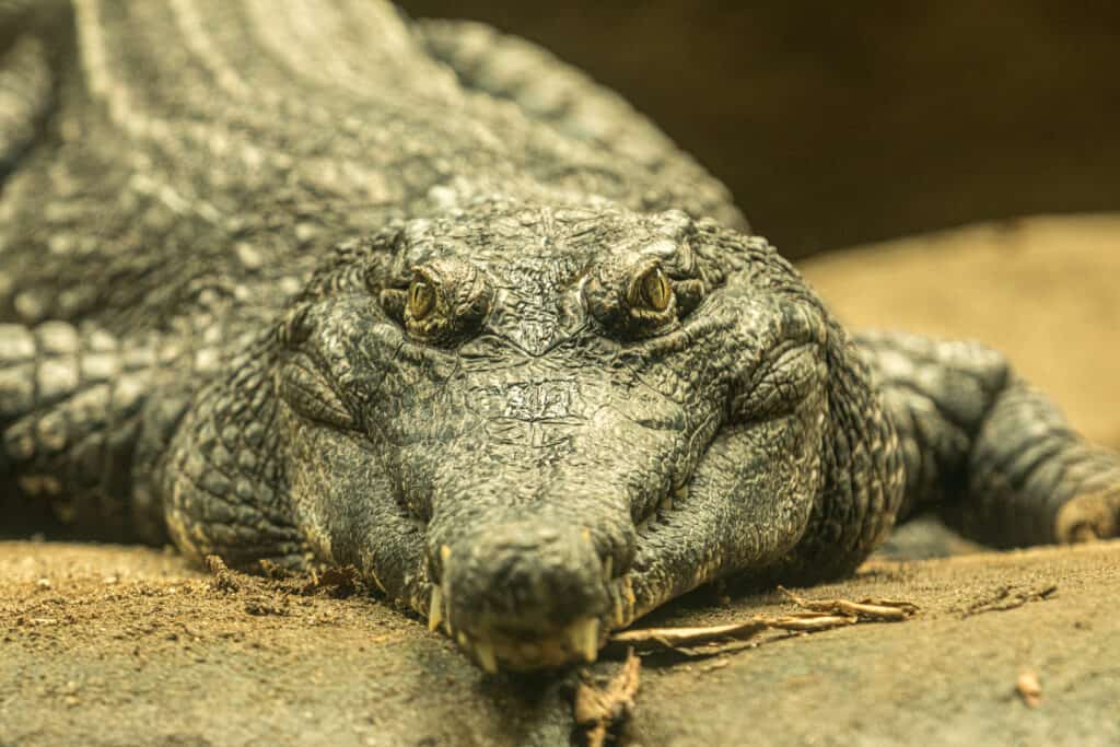 African Slender Snouted Crocodile 