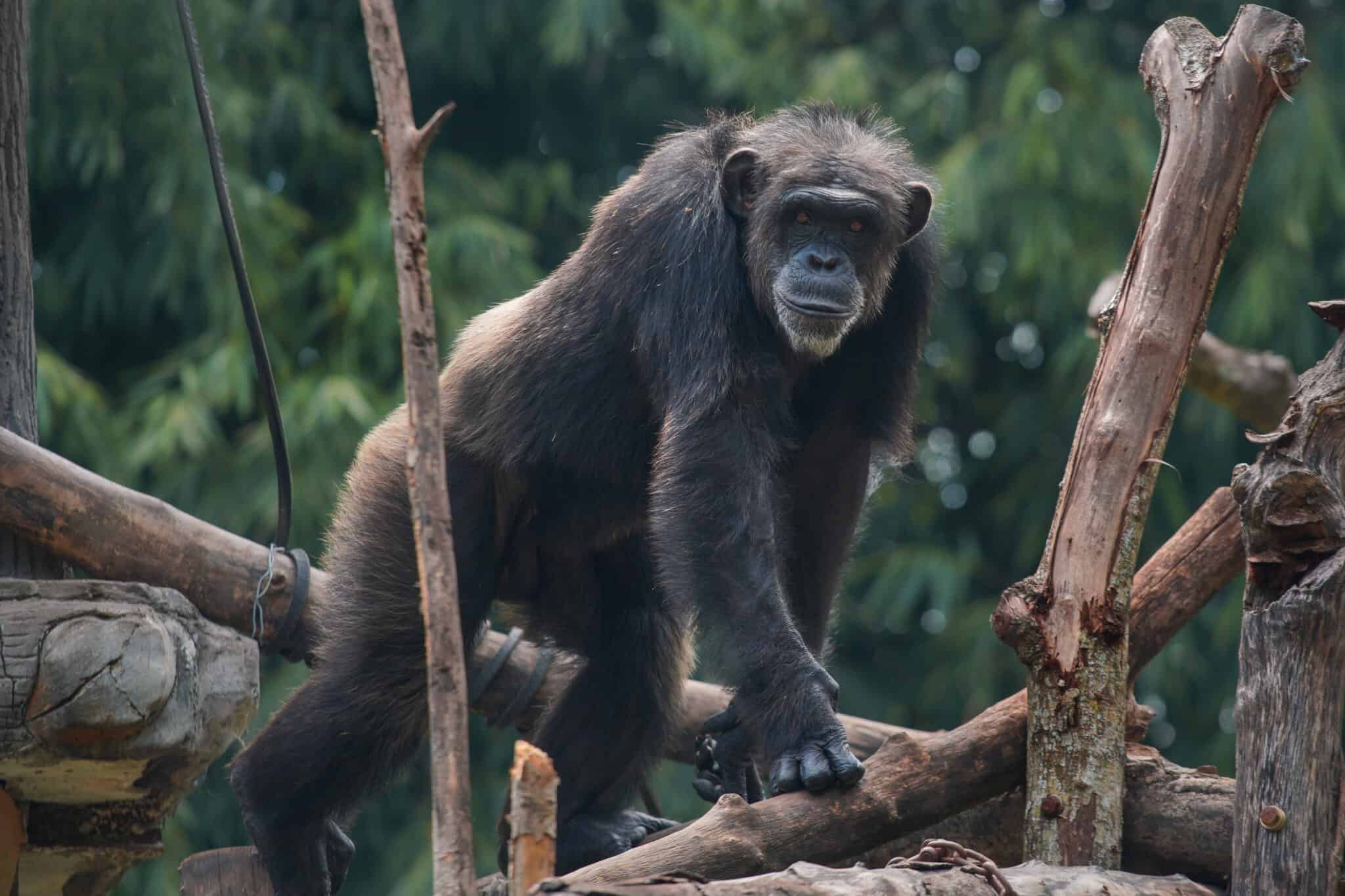 Apes vs Monkeys: Same Or Different? - A-Z Animals