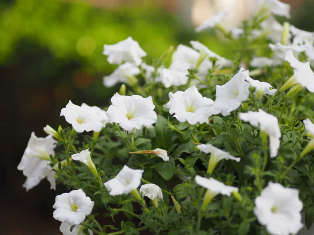 Petunia or white flower