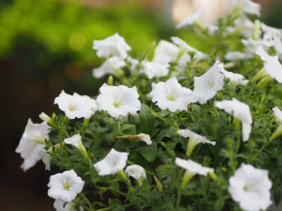 A 10 White Annual Flowers: Garden Elegance