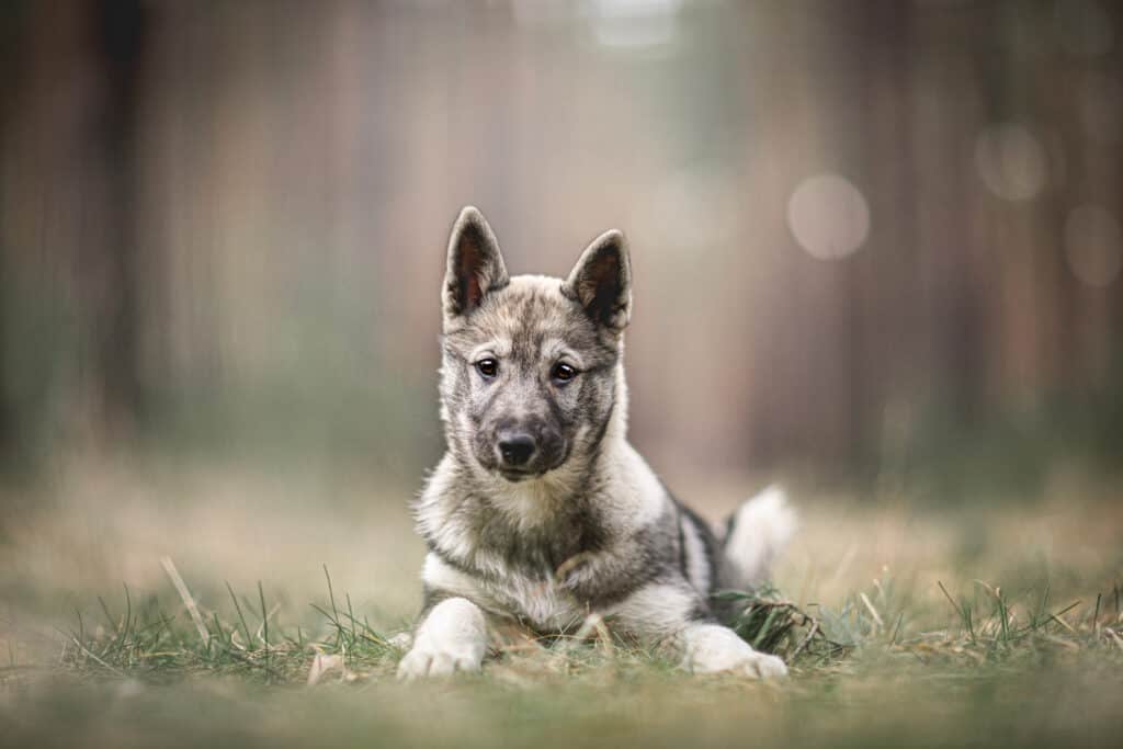 West Siberian Laika puppy