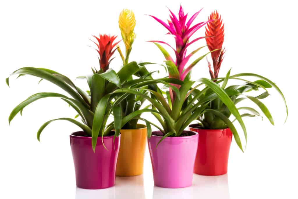 Bromeliads