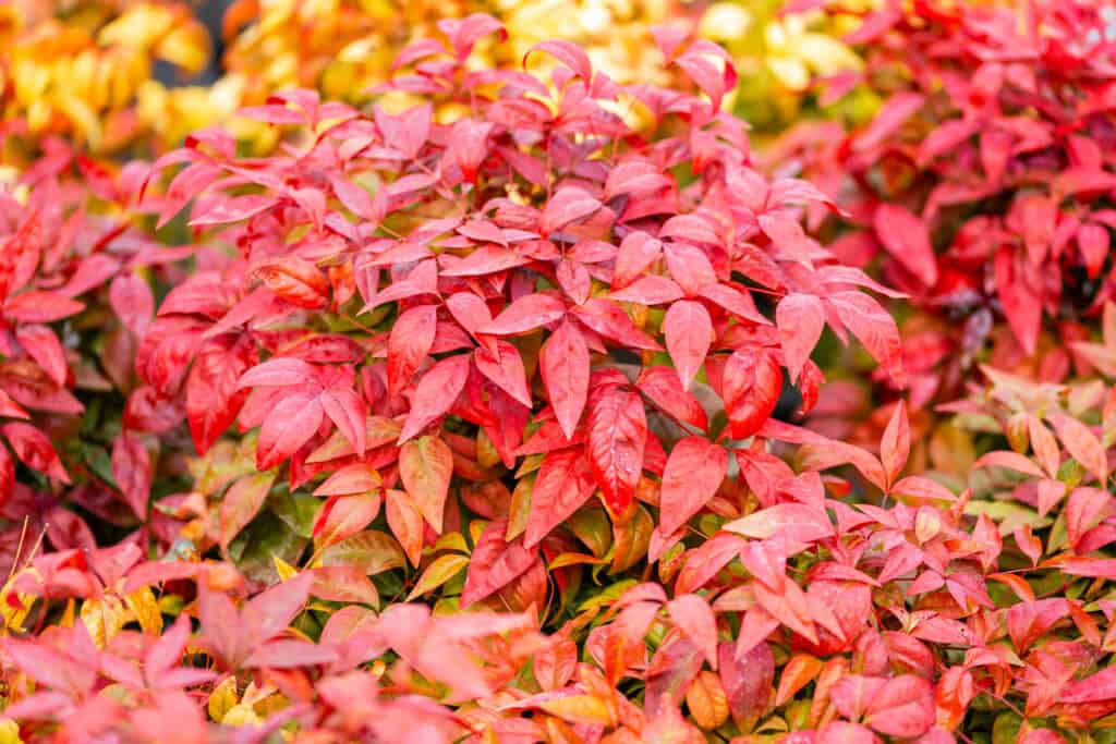 Nandina domestica Blush Pink. The Nandina domestica is commonly known as nandina, heavenly bamboo or sacred bamboo. The leaves change color with season.