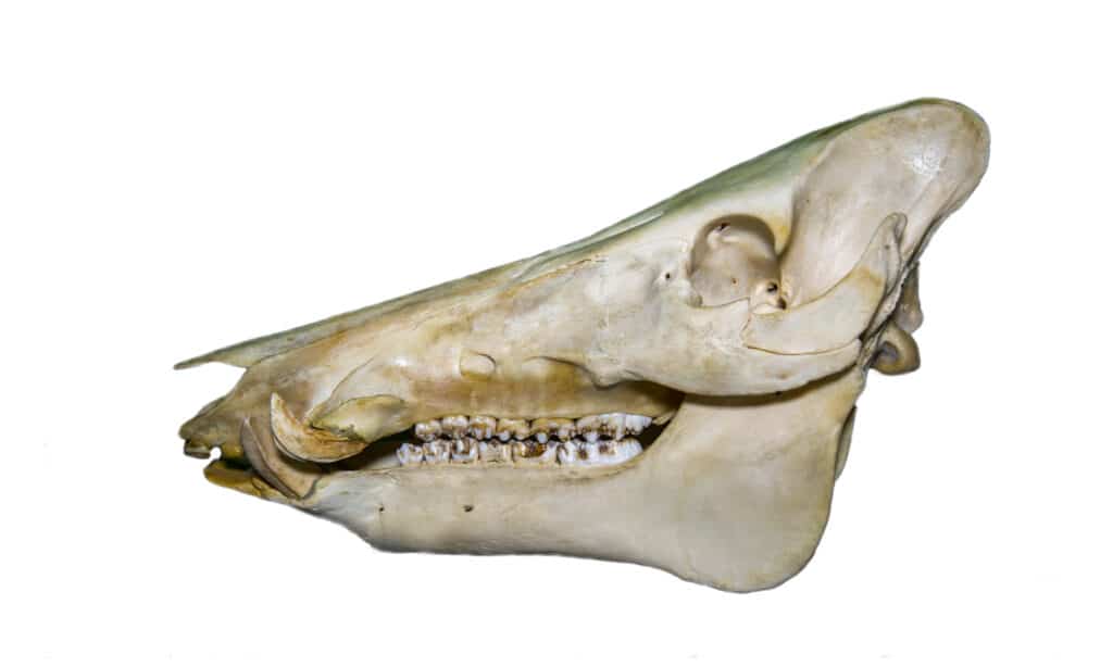 skull of the wild boar