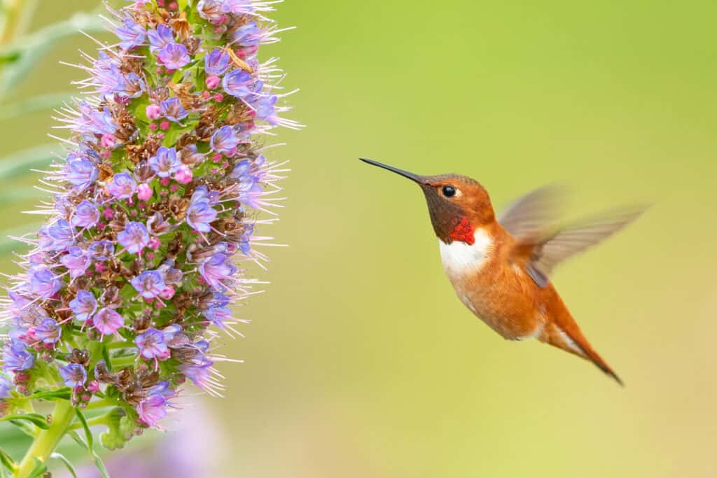 Rufous Hummingbird drinking nectar