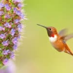 Rufous Hummingbird