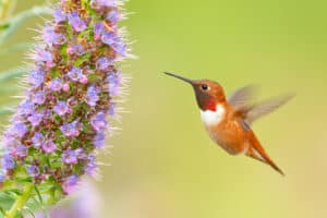 Where Do Hummingbirds Go In The Winter? Picture