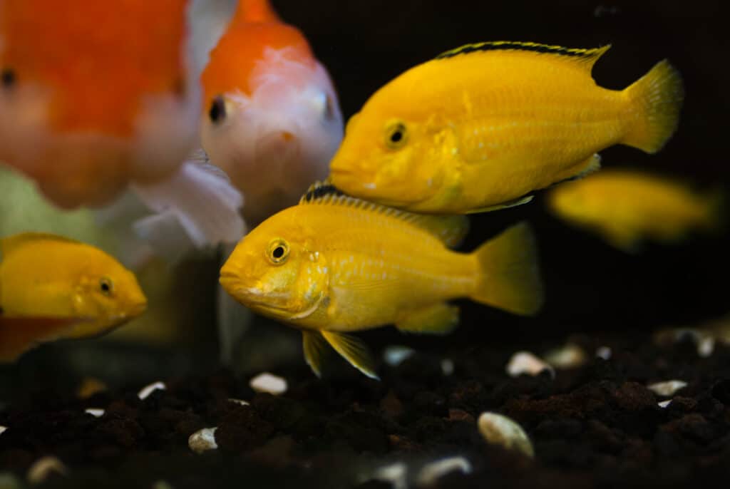 Two yellow cichlids in an aquarium with an oranda goldfish