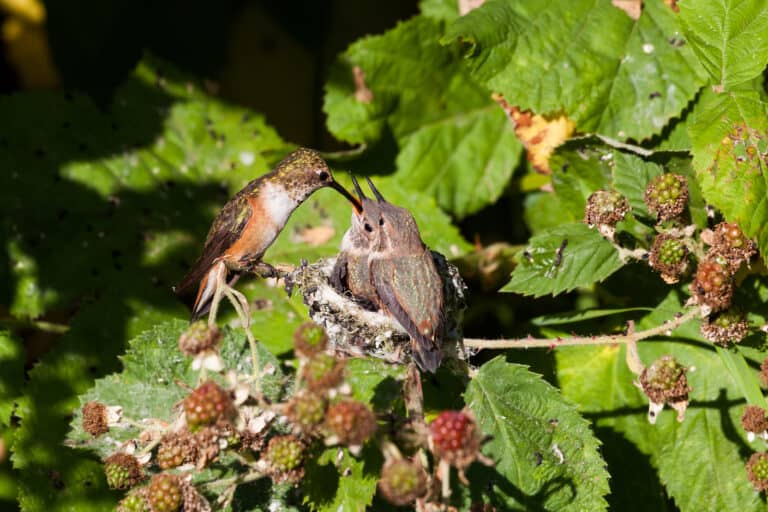 Rufous Hummingbird and nest