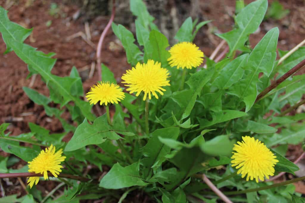 Center of fame: The lower tier has dandelion plants. Many long and narrow irregularly lobed, spear-shaped bright green leaves surround five yellow dandelion flowers. Medium brown dirt/ground forms the background. 