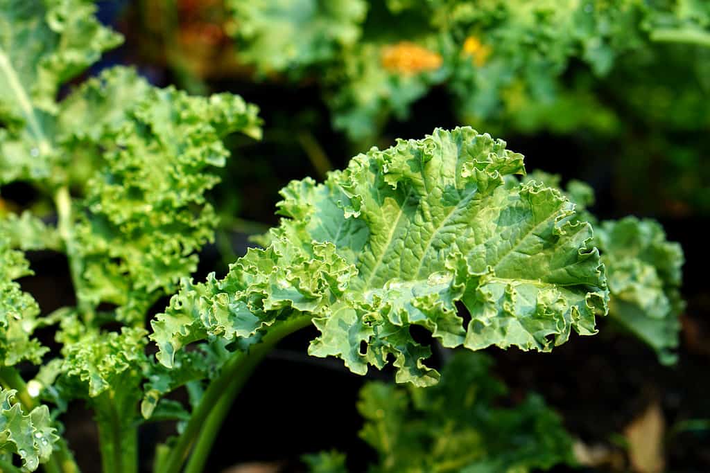 Close up of a curly kale plant in a vegetable garden.