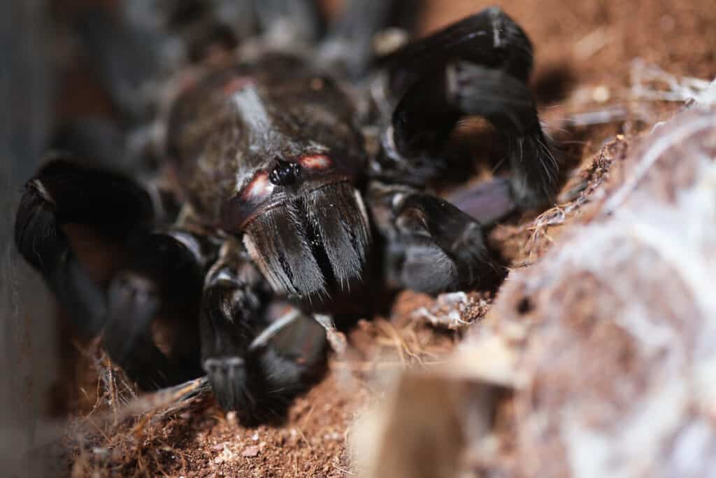 Thailand Black Tarantulas (Cyriopagopus minax)