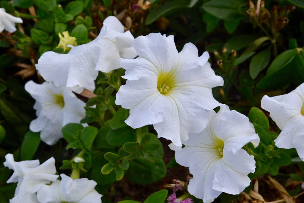 Moonflowers