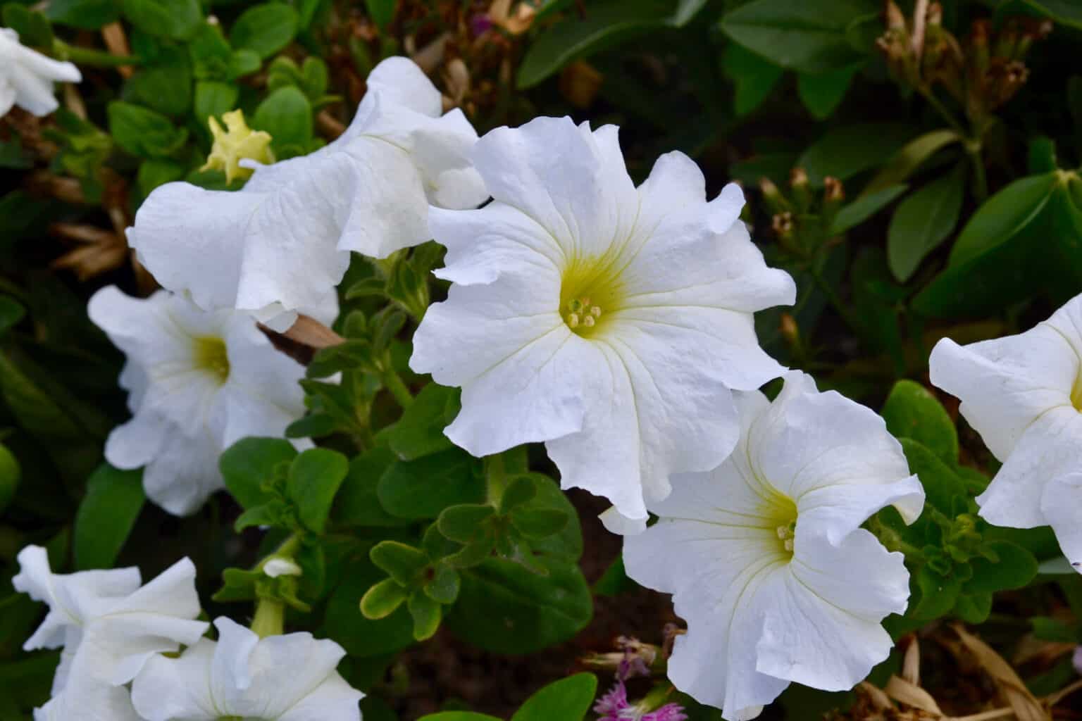 Discover 13 Flowering Vines That Bloom All Summer